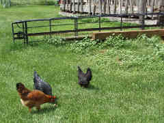 Our chickens free range