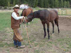 Yearling colt biting problem
