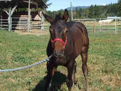 An unruly colt yearling