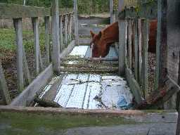Cow feeder disaster
