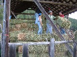 That is a lot of hay