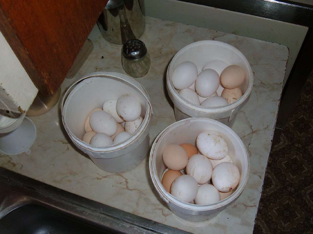 Chicken eggs.