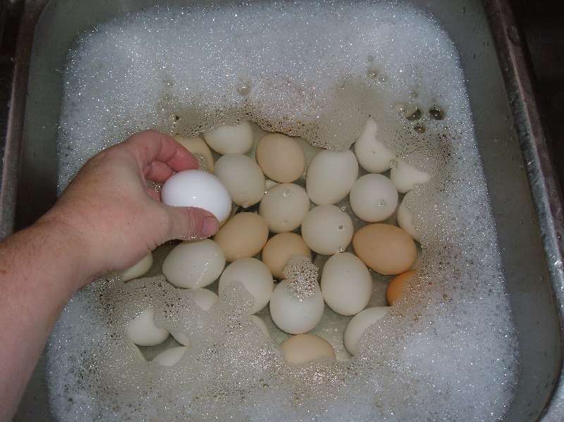 Egg washing.