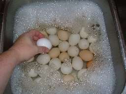 Egg washing