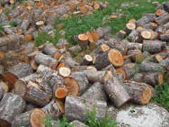 Bucked firewood logs