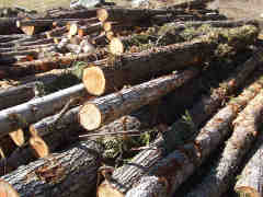 Unprocessed firewood logs