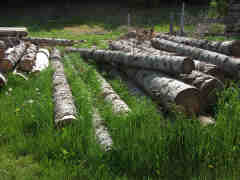 Yard full of logs