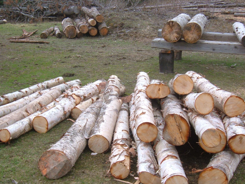 Lots Of Logs Here.